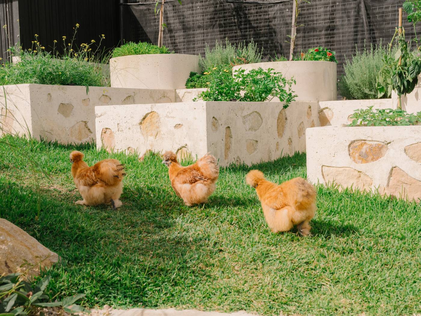 Three hens walking through a green courtyard with raised stone planters at Holocene House in Sydney.